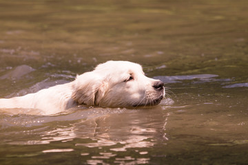 golden retriever dog during his first swim in a lake in belgium