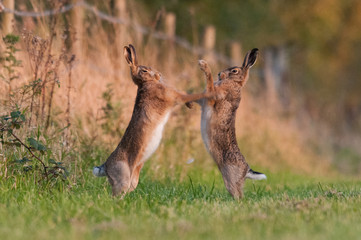 Boxing Hares © Nic