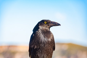Close up of Australian currawong bird