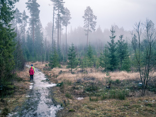 Runners walk or run in foggy forest. Misty autumn or winter landscape in Sweden.