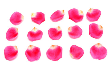 Rose petals pink isolated on white background. Flat lay, top view. Love. Valentine's Day