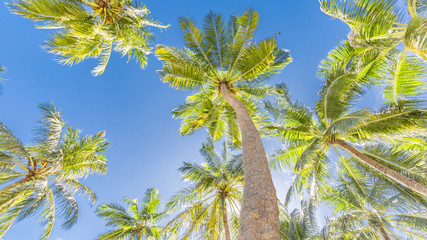 Palm trees looking up point of view. Tropical nature background