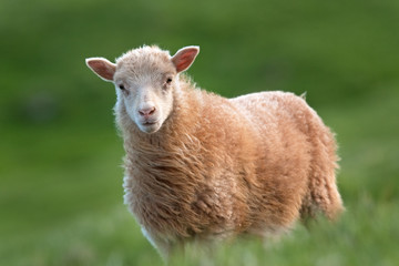 Naklejka na ściany i meble Faroe island, sheep