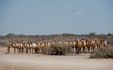 Fototapeta na wymiar A herd of Camels