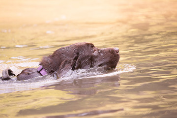 Fototapeta premium labrador retriever dog portrait outdoor from belgium