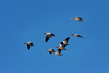  Egyptian goose, alopochen aegyptiaca, Faroe island