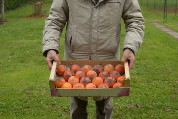 man showing a cassette with persimmon
