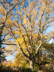 bare branches oak autumn no people many branches brown no leaves empty background