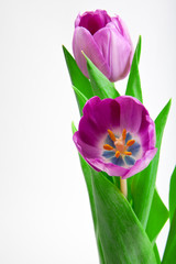 tulip flower in studio quality 8 March postcard