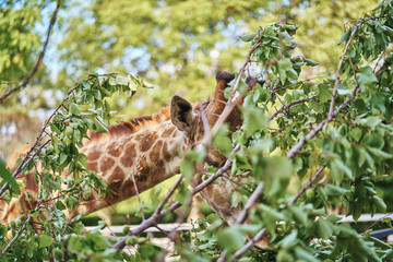 Giraffe eats leaves in the summer at the zoo
