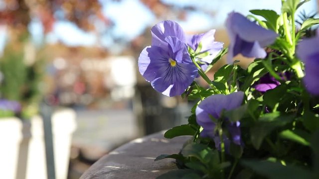 Flower in town.