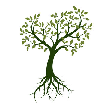 Shape of Green Tree with Leaves and Roots. Vector Illustration.