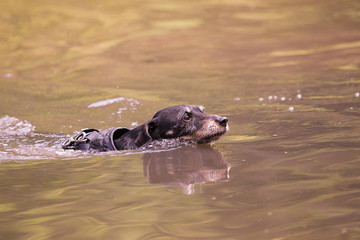 ratierr black dog portrait outdoor from belgium