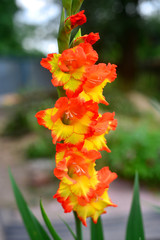 Flower of a yellow gladiolus on flowerbeds garden