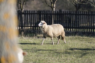 Obraz premium sheep pasture field