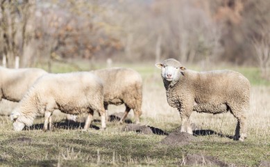 Obraz premium sheep pasture field