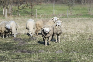 sheep pasture field