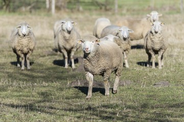 sheep pasture field