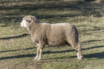 Obraz premium sheep pasture field