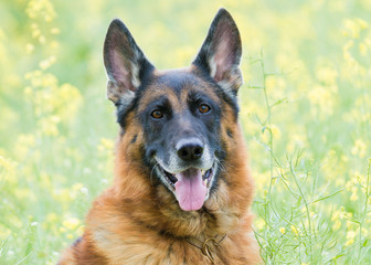 Deutscher Schäferhund