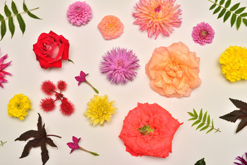 Flowers of roses, dahlias, tobacco, marigolds and leaves astilbe, Ricinus communis isolated on white background. Flora composition and collection. Nature and plants. Flat lay, top view