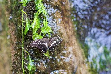 Swallowtail butterfly in nature