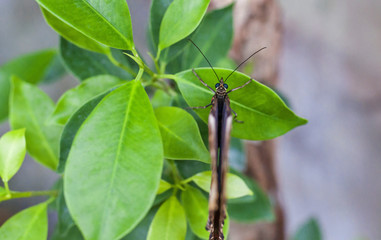Butterfly Papilio memnon