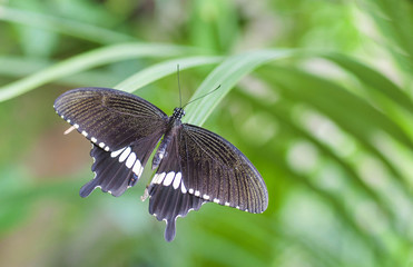 Fototapeta premium Butterfly Papilio memnon