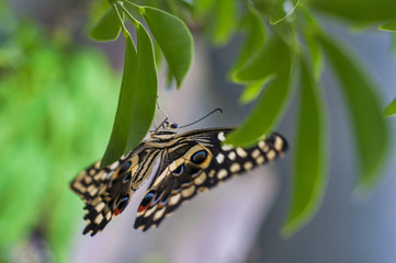 Fototapeta na wymiar Swallowtail butterfly in nature