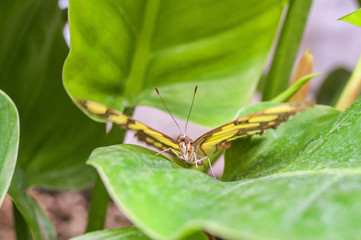 Siproeta stelenes butterfly
