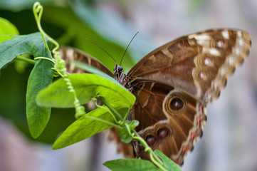 Blue butterfly Morpho Peleides