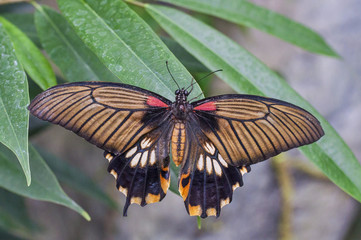 Butterfly scarlet or red mormon