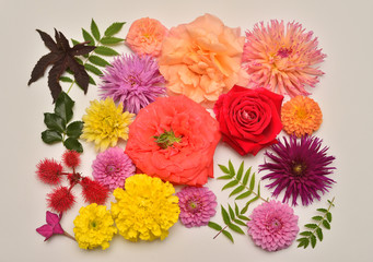 Flowers of roses, dahlias, tobacco, marigolds and leaves astilbe, Ricinus communis isolated on white background. Flora composition and collection. Nature and plants. Flat lay, top view