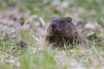 The groundhog, also known as a woodchuck 