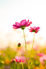 Cosmos flowers in the garden.