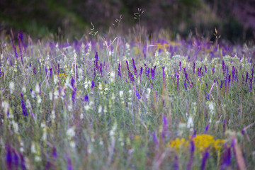summer meadow sage background