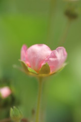 Erdbeereblume als Knospe