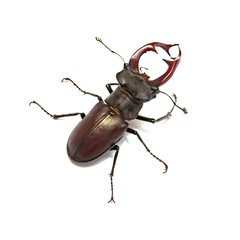 Beetle deer isolated on white background. Insect. Macro