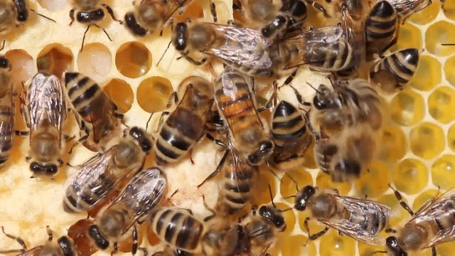 Bees, their larvae and cocoons, cocoons of queens of bees