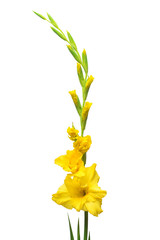 Beautiful yellow gladiolus flower isolated on white background. Flat lay, top view. Bridal bouquet for the wedding