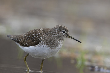 solitary sandpiper (Tringa solitaria) in spring
