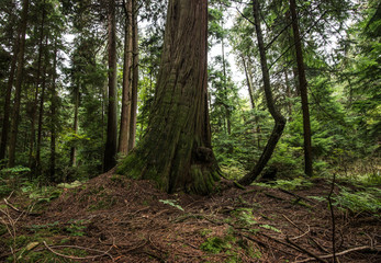 Guy walking on Stanley Park Vancouver Canada