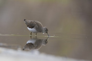 solitary sandpiper (Tringa solitaria) in spring