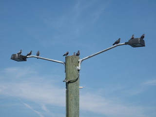 light pole 