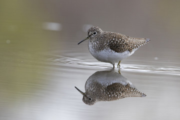 solitary sandpiper (Tringa solitaria) in spring