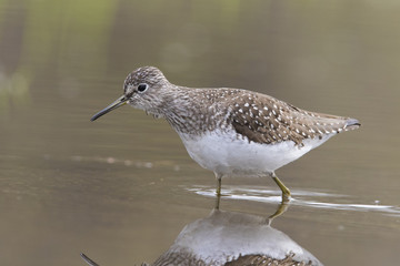 solitary sandpiper (Tringa solitaria) in spring
