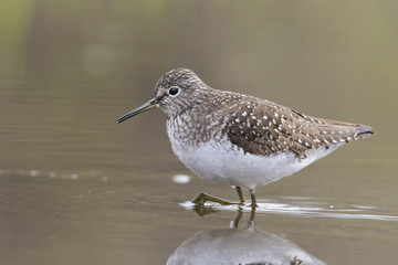 solitary sandpiper (Tringa solitaria) in spring