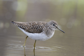 solitary sandpiper (Tringa solitaria) in spring