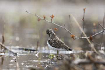 solitary sandpiper (Tringa solitaria) in spring
