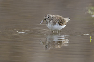solitary sandpiper (Tringa solitaria) in spring